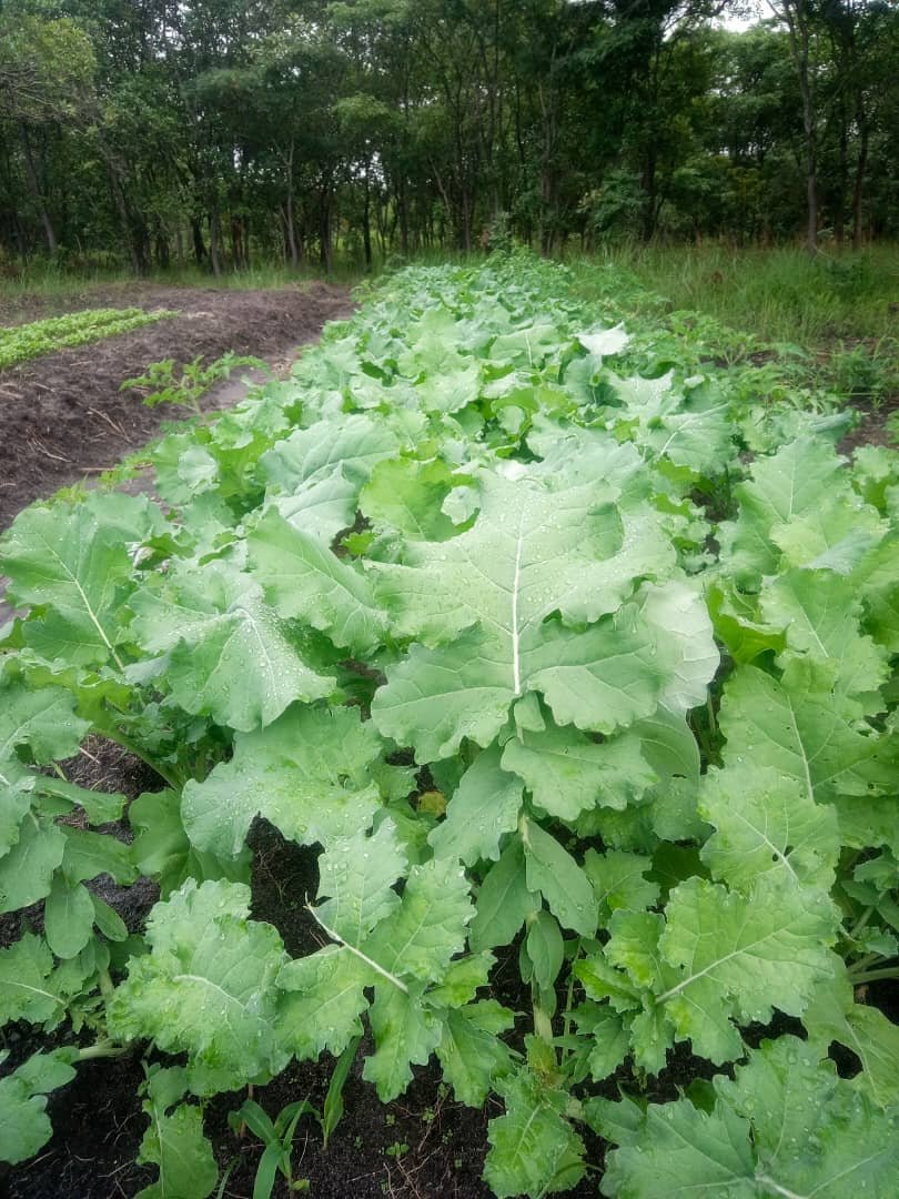 Healthy leafy crops growing in the Libarti Boys school garden