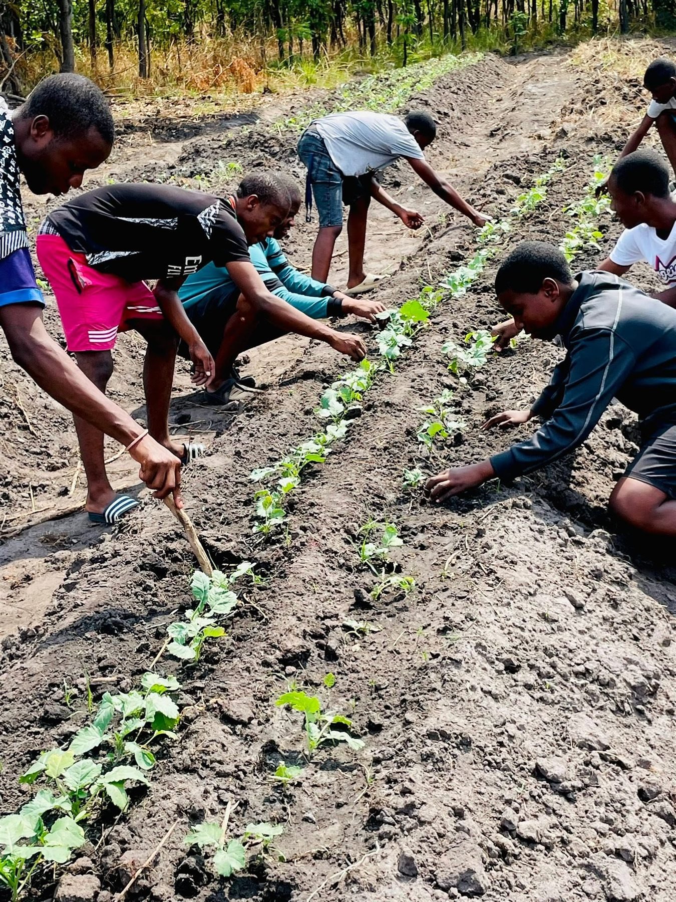 Libarti Boys learners tending young vegetable plants